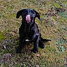 adorable, animal, black_dog, canine, cute, dog, field, friendly, fur, grass, looking_up, nature, outdoor, pet, playful, puppy, sitting, tongue_out, water_bowl, young_dog