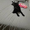 Abyss a rejoint le concours — aidez-le/la à gagner de superbes lots ! animal, bed, bedroom, black_dog, blanket, comfort, cozy, dog, furniture, gray_sheet, home, indoor, lying_down, pet, pillow, plush_toy, relaxed, resting, sleepy, stuffed_toy