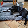 Abyss participe au concours pour gagner de l'argent avec cette photo : animal, black_dog, colorful_table, cozy, dog, dog_bed, domestic_animal, floor, fur, home_interior, indoor, laundry_basket, looking_up, lying_down, paw, pet_bed, relaxed, resting, table, tile_floor