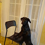 Abyss participe au concours pour gagner de l'argent avec cette photo : dog, black_dog, chair, tiled_floor, curtains, indoor, pet, animal, furniture, window, curious, standing, tile, domestic, room, house, portrait, canine, looking, light