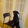 dog, black_dog, chair, tiled_floor, curtains, indoor, pet, animal, furniture, window, curious, standing, tile, domestic, room, house, portrait, canine, looking, light