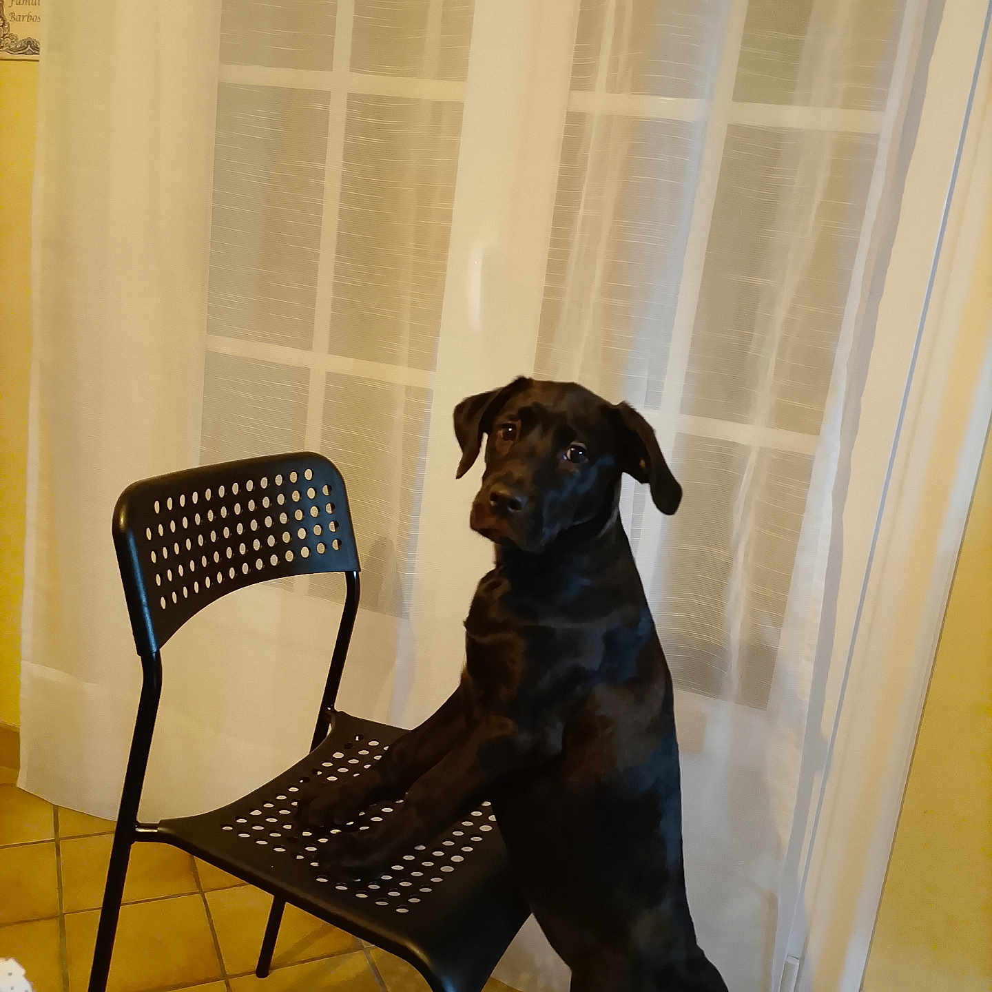 Abyss participe au concours pour gagner de l'argent avec cette photo : dog, black_dog, chair, tiled_floor, curtains, indoor, pet, animal, furniture, window, curious, standing, tile, domestic, room, house, portrait, canine, looking, light