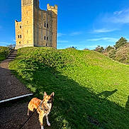 Sonny joined the competition — help win amazing prizes! dog, animal, grass, hill, castle, tower, path, blue_sky, outdoor, sunlight, leash, nature, trees, walking, pet, daytime, greenery, historic_building, scenic, canine