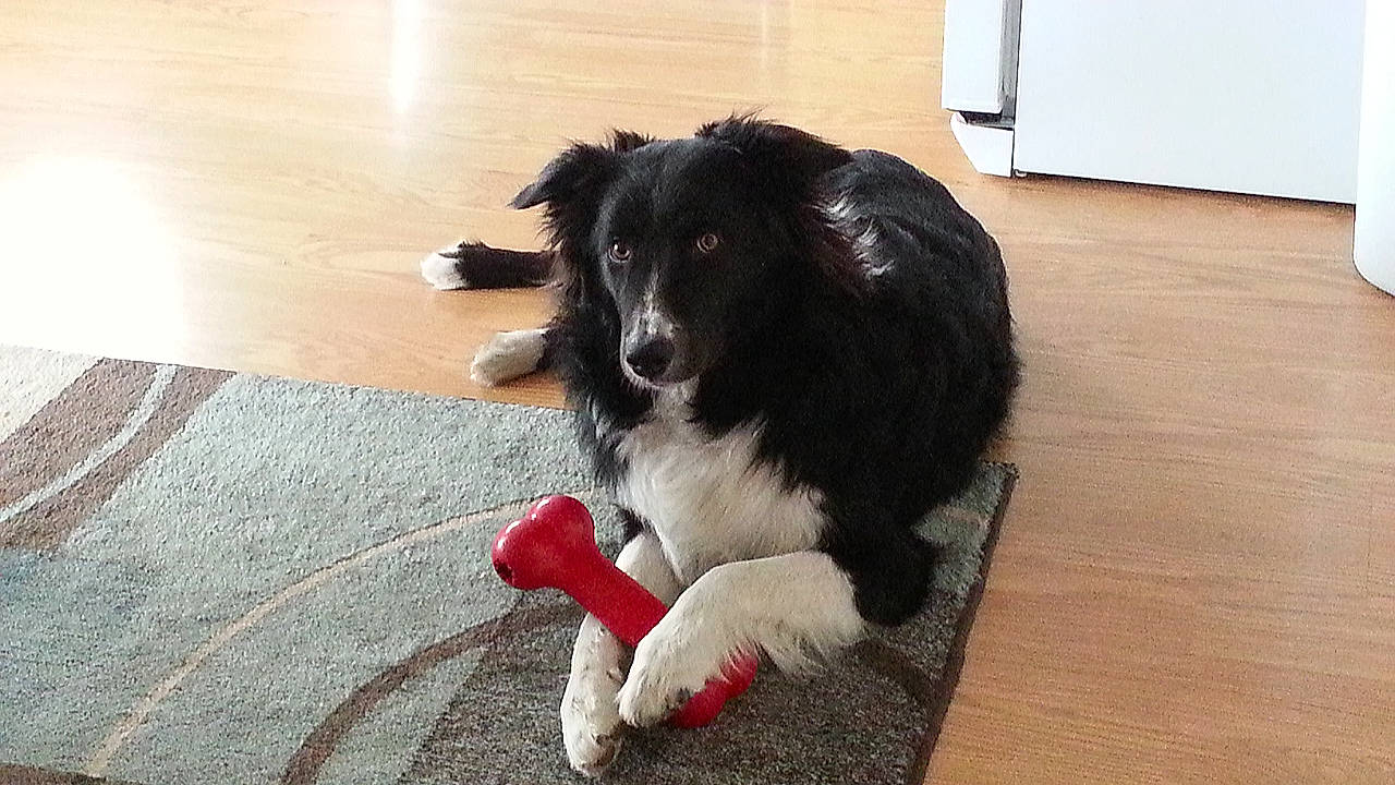 Cooper joined the competition — help win amazing prizes! carnivore, collar, companion_dog, dog, dog_breed, flooring, fur, hardwood, herding_dog, laminate_flooring, sporting_group, varnish, wood, wood_flooring, wood_stain, working_dog