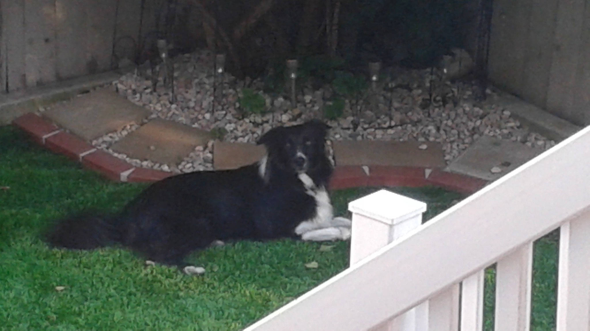 Cooper joined the competition — help win amazing prizes! backyard, borador, canidae, carnivore, companion_dog, dog, dog_breed, felidae, fence, grass, guard_dog, herding_dog, home_fencing, non_sporting_group, plant, sporting_group, tail, wood, working_dog, yard