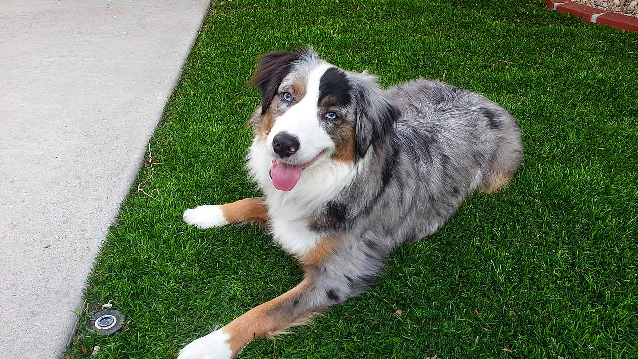 Camouflage is registered to the contest to win money with this photo: australian_collie, bernese_mountain_dog, canidae, carnivore, companion_dog, dog, dog_breed, fur, grass, herding_dog, plant, snout, sporting_group, terrestrial_animal, whiskers, working_dog