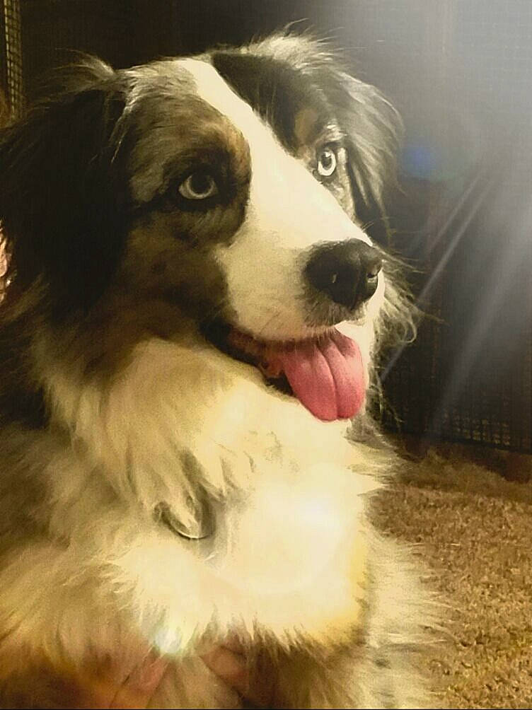 Camouflage is registered to the contest to win money with this photo: art, australian_shepherd, border_collie, carnivore, companion_dog, dog, dog_breed, fur, herding_dog, snout, sporting_group, terrestrial_animal, texas_heeler, whiskers, working_animal, working_dog