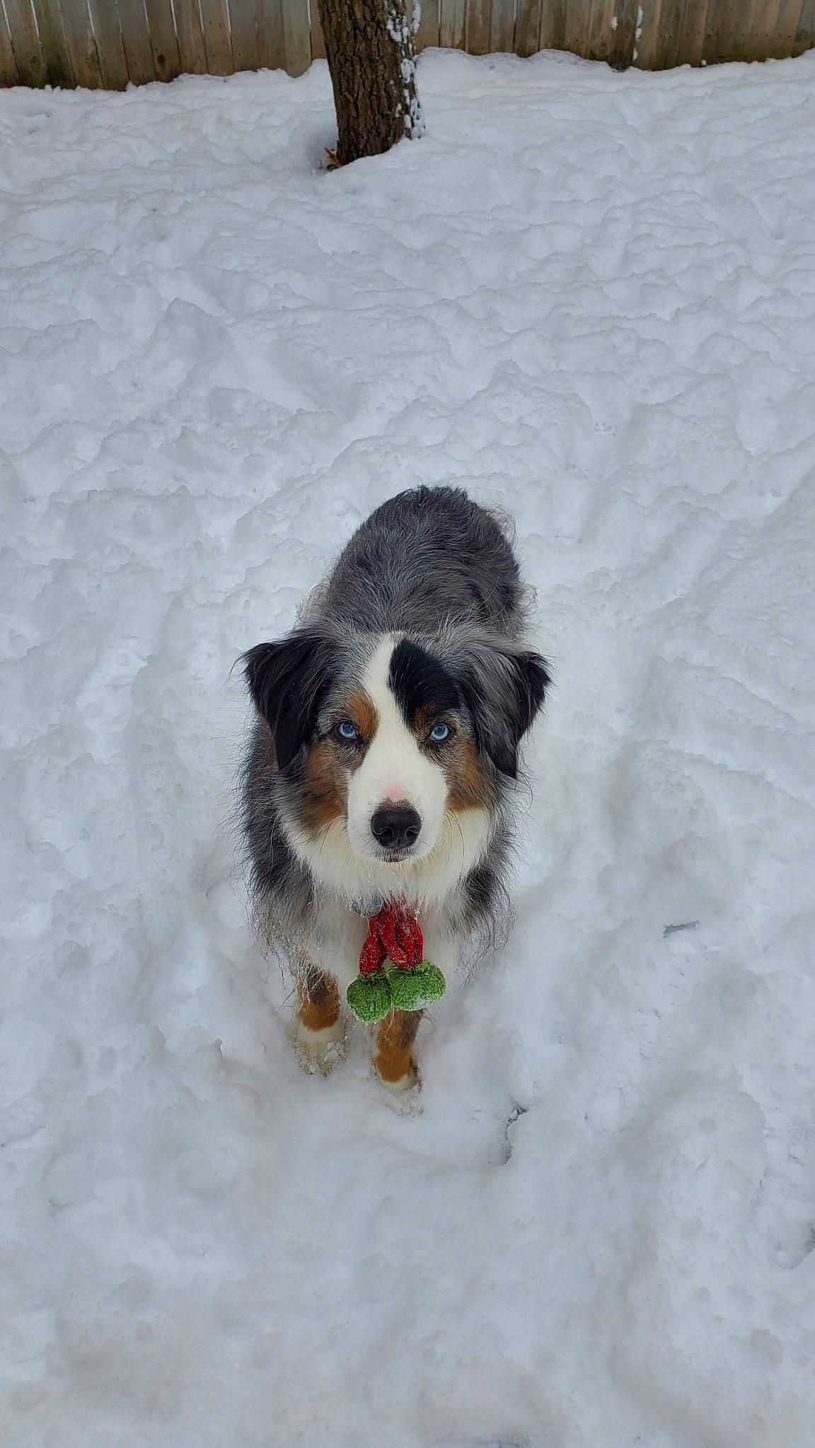 Camouflage joined the competition — help win amazing prizes! bernese_mountain_dog, canidae, carnivore, companion_dog, dog, dog_breed, freezing, fur, hunting_dog, puppy, snout, snow, spaniel, sporting_group, toy_dog, winter, working_animal, working_dog