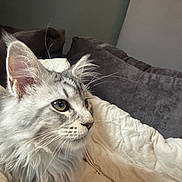 Sheria is registered to the contest to win money with this photo: alert, blanket, cat, closeup, cozy, cushion, domestic_animal, ears, eyes, feline, fluffy, fur, gray_cat, indoor, pet, profile, relaxed, sofa, whiskers, white_fur