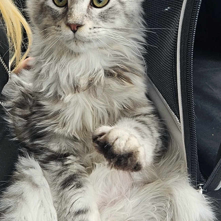 Sheria is registered to the contest to win money with this photo: animal, car_interior, carrier_bag, cat, closeup, colorful_nails, cute, feline, fluffy, hand, indoor, kitten, looking, nail_polish, paw, person, pet, relaxing, seat, tabby