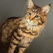 Malaki is registered to the contest to win money with this photo: cat, tabby, feline, animal, pet, fur, whiskers, ears, alert, standing, striped, spotted, indoor, curious, mammal, closeup, portrait, domestic_cat, looking_away, gray_background