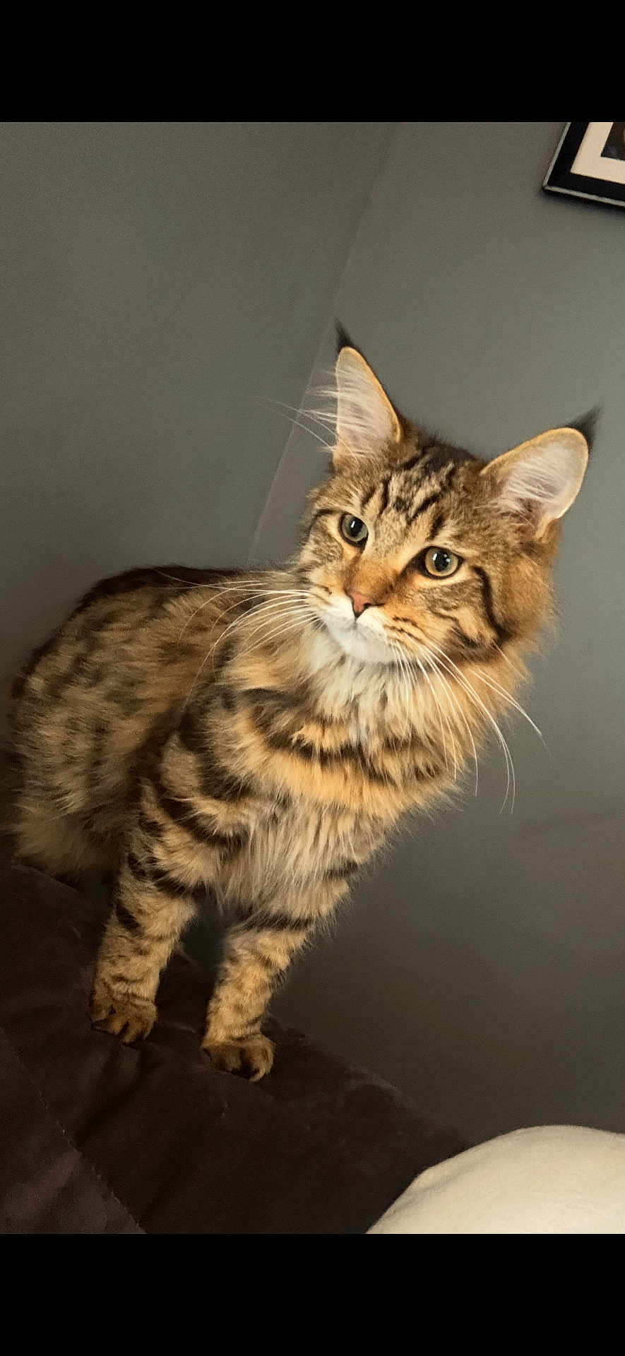 Malaki is registered to the contest to win money with this photo: cat, tabby, feline, animal, pet, fur, whiskers, ears, alert, standing, striped, spotted, indoor, curious, mammal, closeup, portrait, domestic_cat, looking_away, gray_background