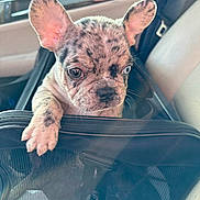 Osiris is registered to the contest to win money with this photo: adorable, animal, car_interior, carrier_bag, closeup, curious, cute, dog, ears, mismatched_eyes, paw, pet, pet_carrier, puppy, seat, spotted_fur, transport, travel, young, zipper