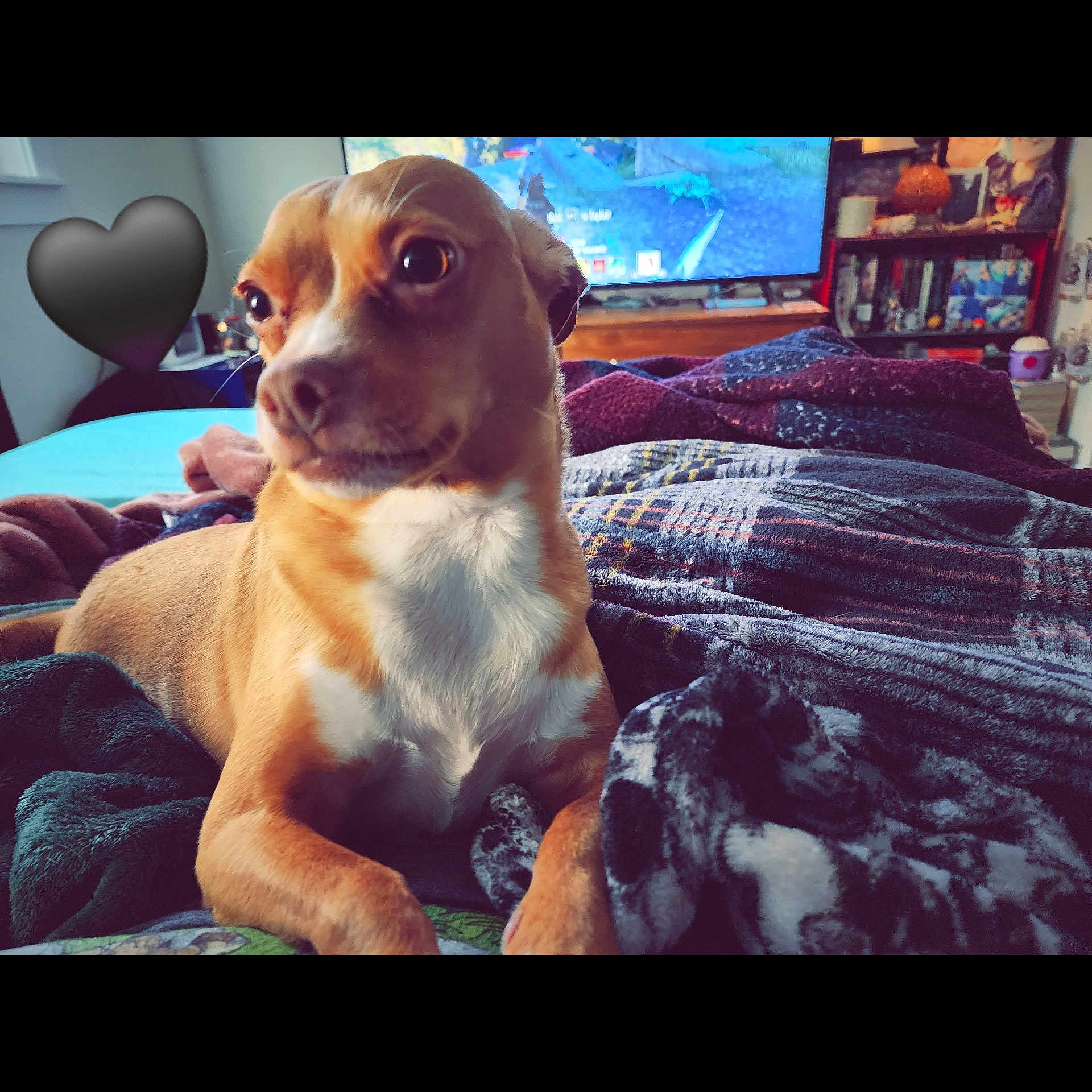 Duchess joined the competition — help win amazing prizes! animal, bed, bedroom, canine, chair, computerhardware, couch, dog, electronics, furniture, hardware, hound, indoors, interiordesign, monitor, pet, puppy, room, screen, tv