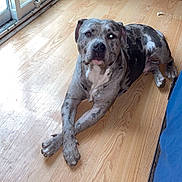 Prada joined the competition — help win amazing prizes! blue_merle, canine, companion, dog, floorboard, hardwood_floor, home_interior, indoor, looking_at_camera, mastiff, merle, natural_light, paws_crossed, pet, portrait, red_sneakers, relaxed, shelf, shoe_box, sliding_door