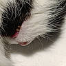 Oreo a rejoint le concours — aidez-le/la à gagner de superbes lots ! cat, close_up, mouth, tongue, teeth, whiskers, fur, black_and_white, pet, animal, cute, soft, texture, macro, sleeping, domestic_cat, feline, closeup, pink, nose