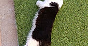 Oreo a rejoint le concours — aidez-le/la à gagner de superbes lots ! animal, black_and_white, cat, domestic_animal, feline, fur, grass, nature, outdoor, paws, peaceful, pet, quiet, relaxing, resting, sidewalk, stretching, sunlight, tail, whiskers