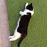cat, black_and_white, animal, pet, grass, outdoor, relaxing, feline, stretching, sunlight, nature, domestic_animal, fur, whiskers, tail, paws, sidewalk, quiet, peaceful, resting