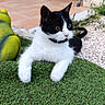 Oreo participe au concours pour gagner de l'argent avec cette photo : cat, black_and_white, animal, pet, grass, artificial_grass, outdoor, garden, green, decor, tile_floor, curious, feline, whiskers, ears, tail, relaxed, close_up, nature, sunlight