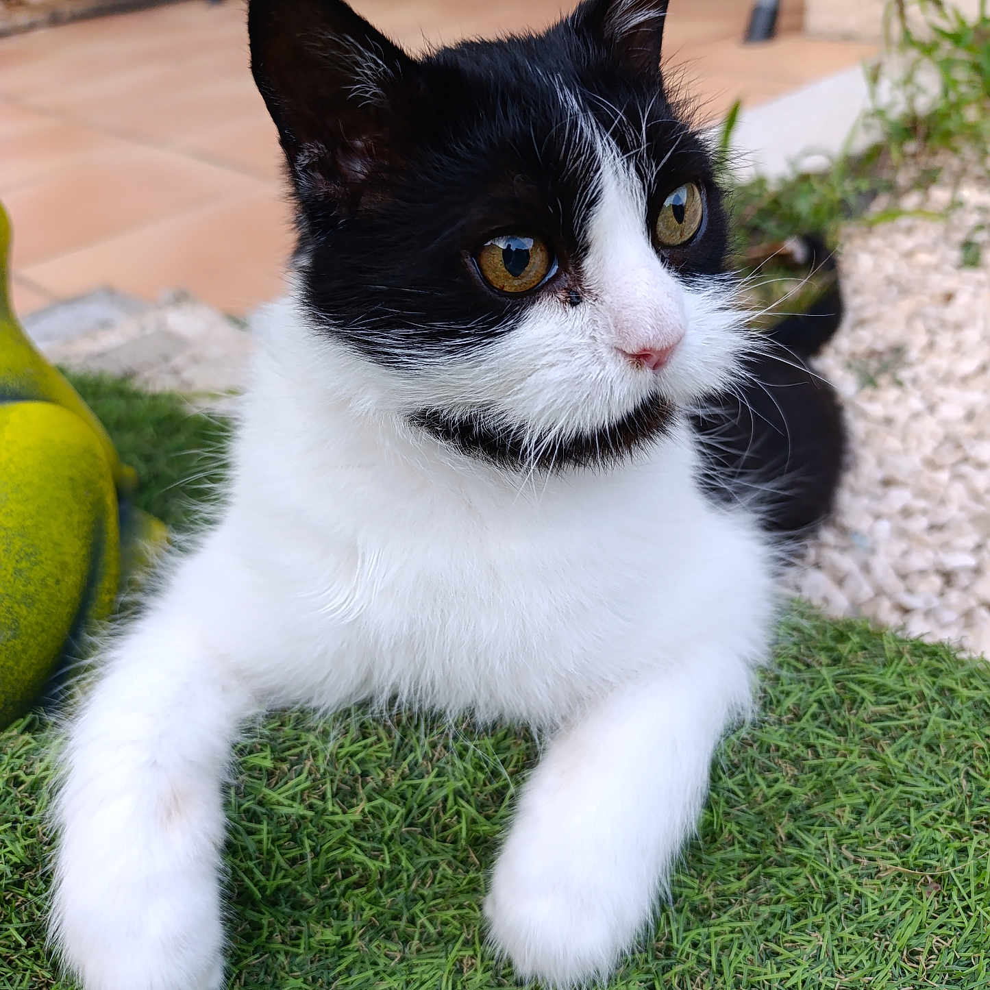 Oreo