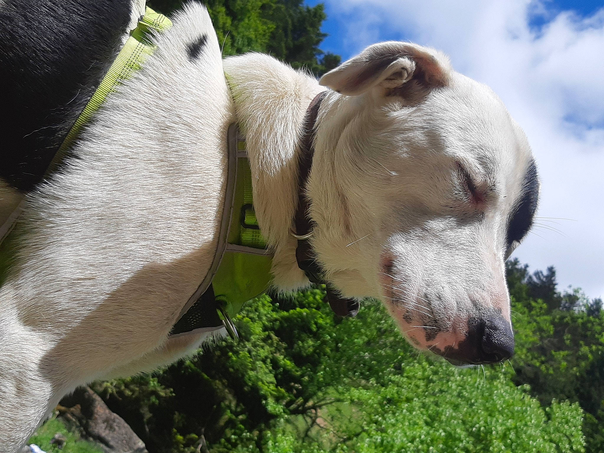 Omer a rejoint le concours — aidez-le/la à gagner de superbes lots ! canidae, carnivore, dog, dog_breed, fawn, mammal, non_sporting_group, snout, sporting_group, vertebrate