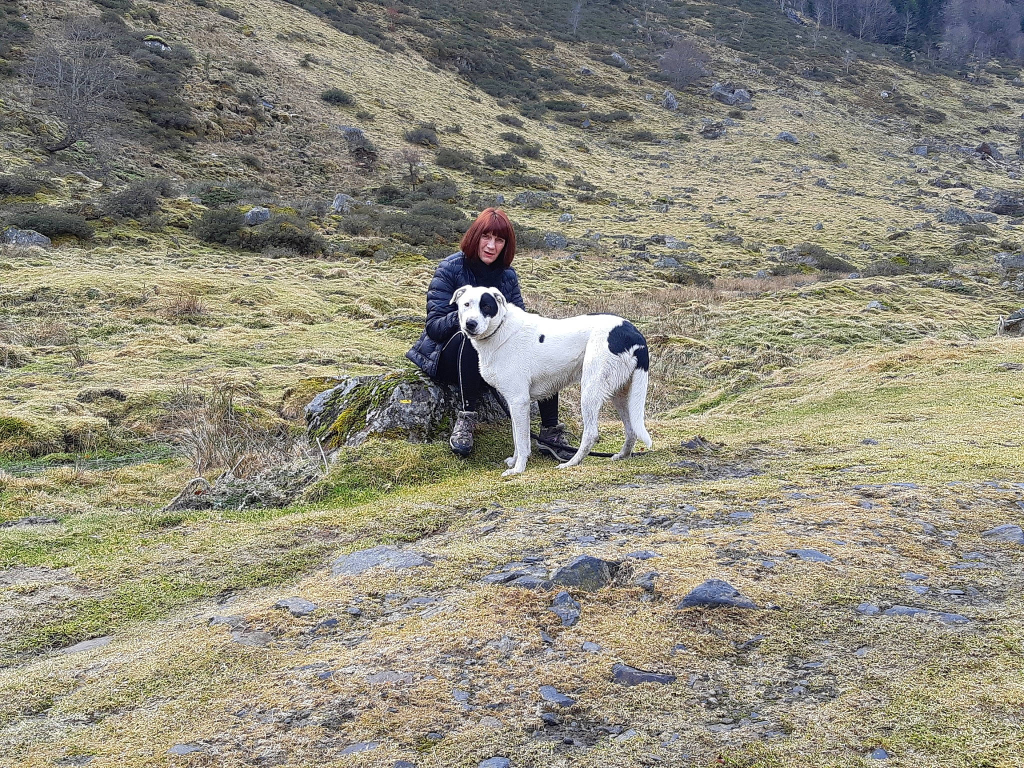 Omer participe au concours pour gagner de l'argent avec cette photo : adventure, canidae, carnivore, dog, dog_breed, dog_hiking, field_trial, hunting_dog, large_munsterlander, mammal, pointer, pointing_breed, sporting_group