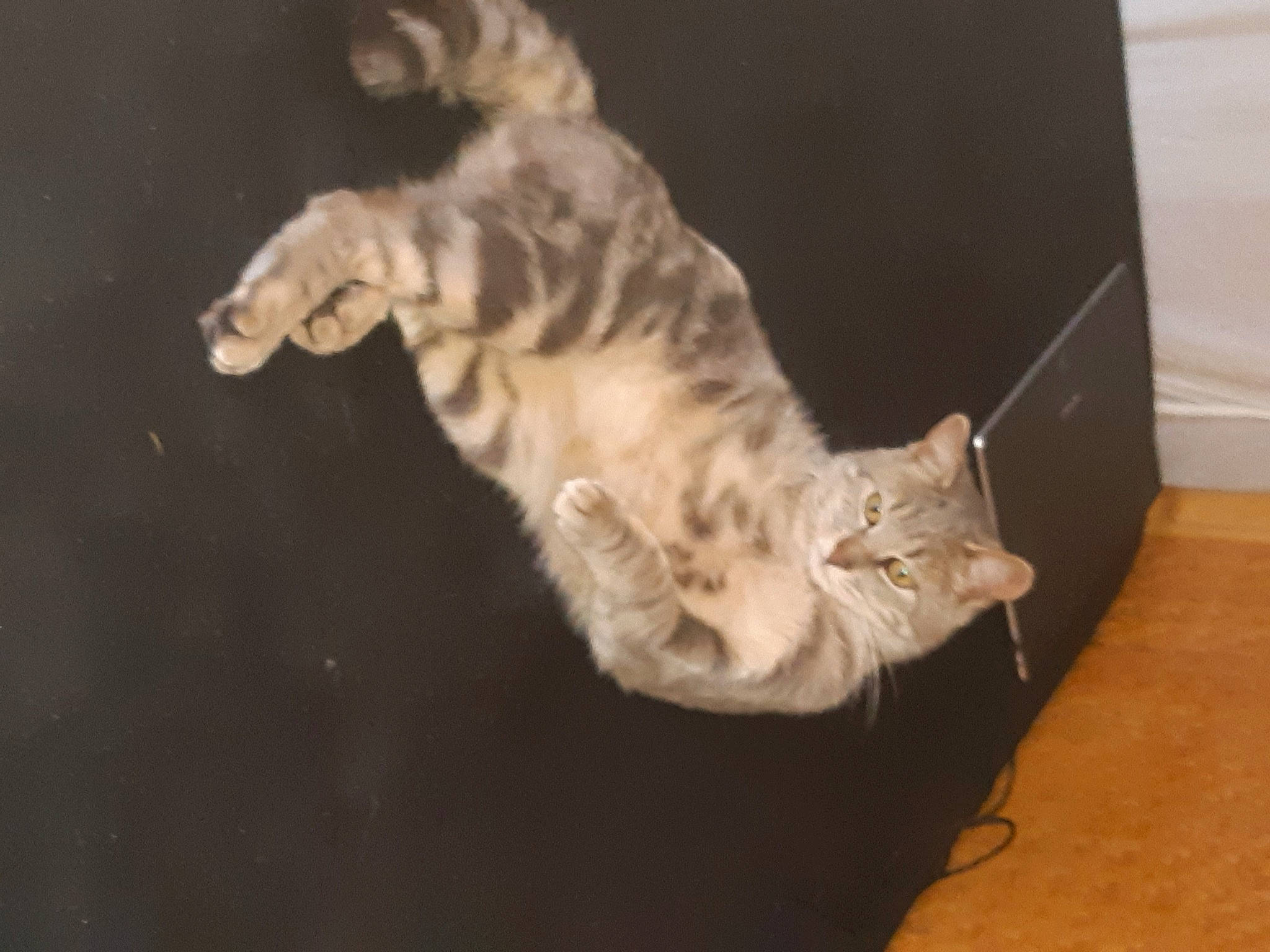 Porky a rejoint le concours — aidez-le/la à gagner de superbes lots ! asian, bengal, carnivore, cat, domestic_short_haired_cat, dragon_li, egyptian_mau, european_shorthair, felidae, fur, german_rex, kitten, ocicat, paw, polydactyl_cat, small_to_medium_sized_cats, sokoke, tabby_cat, tail, whiskers