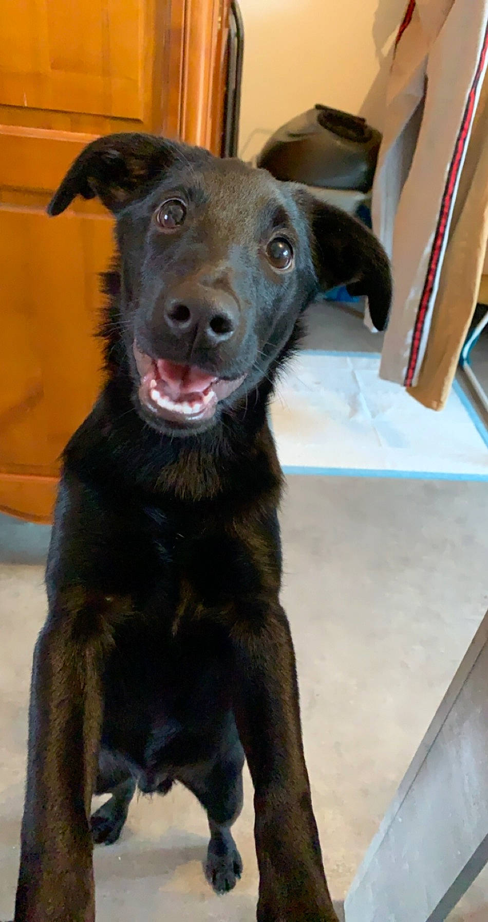 Rio participe au concours pour gagner de l'argent avec cette photo : borador, canidae, carnivore, dog, dog_breed, formosan_mountain_dog, labrador_retriever, mammal, patterdale_terrier, snout, sporting_group, street_dog, vertebrate, whiskers