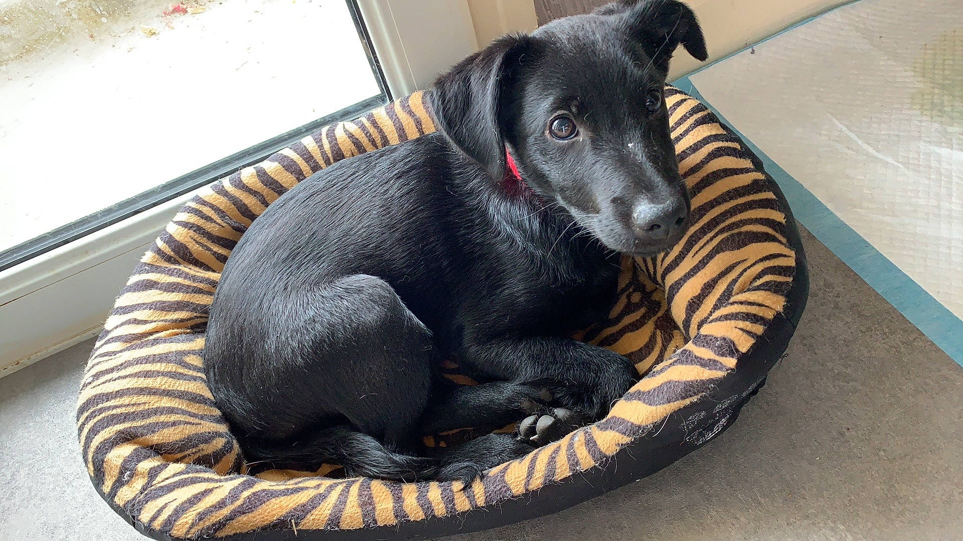 Rio participe au concours pour gagner de l'argent avec cette photo : canidae, carnivore, companion_dog, dog, dog_bed, dog_breed, italian_greyhound, mammal, patterdale_terrier, snout, sporting_group, vertebrate