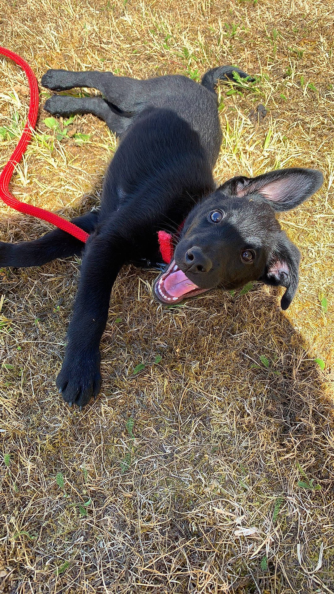 Rio a rejoint le concours — aidez-le/la à gagner de superbes lots ! canidae, carnivore, dog, dog_breed, non_sporting_group, patterdale_terrier, snout, sporting_group, vertebrate