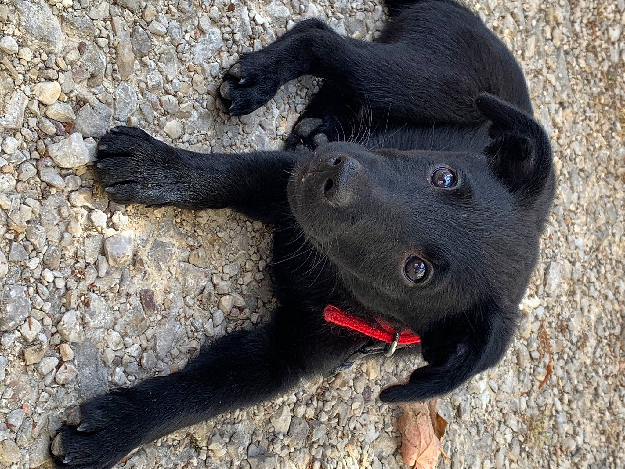 Rio a rejoint le concours — aidez-le/la à gagner de superbes lots ! canidae, carnivore, dog, dog_breed, flat_coated_retriever, schipperke, snout, sporting_group