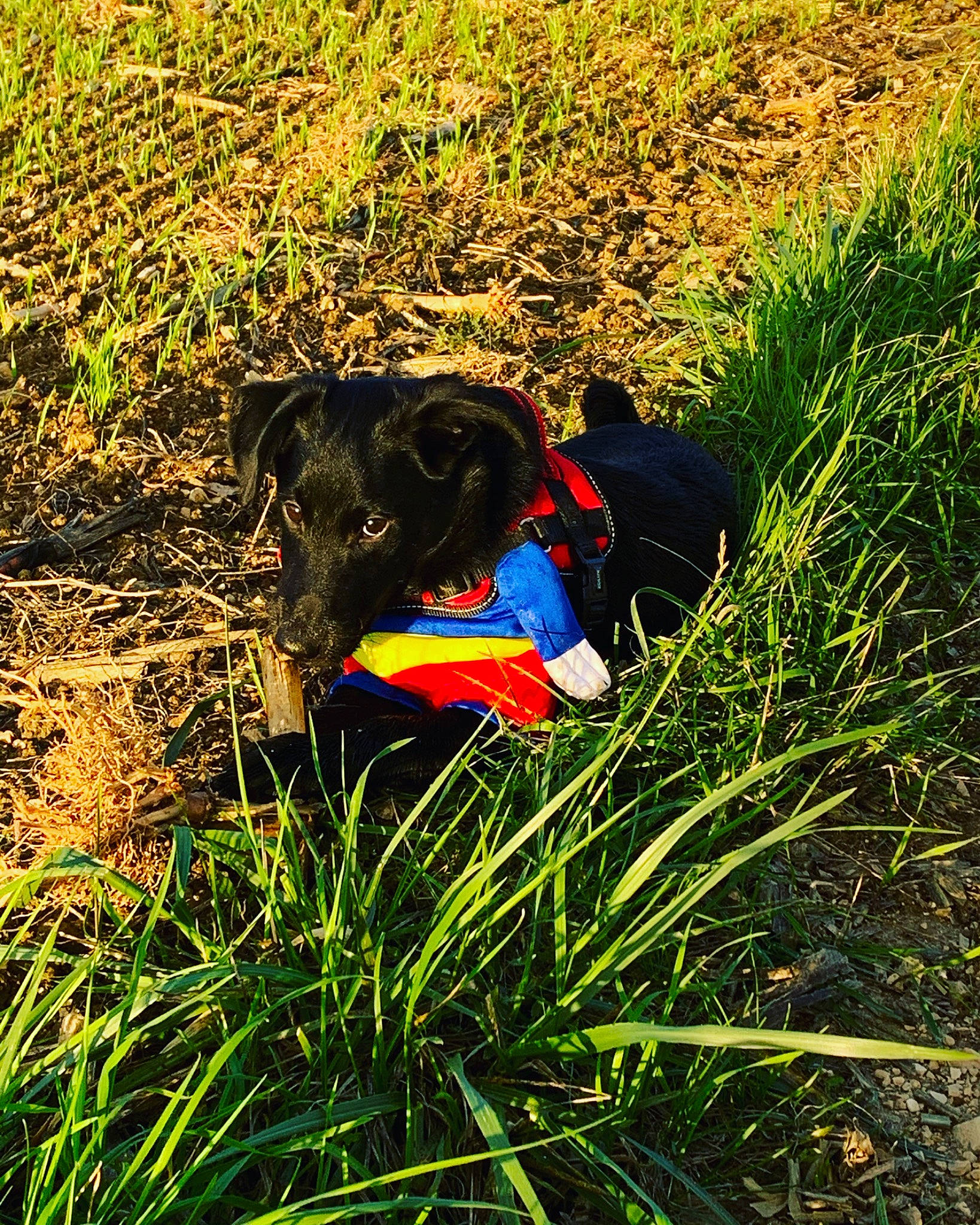 Rio a rejoint le concours — aidez-le/la à gagner de superbes lots ! adventure, canidae, carnivore, dog, dog_breed, flat_coated_retriever, flower, grass, grass_family, hunting_dog, labrador_retriever, meadow, patterdale_terrier, plant, pointer, retriever, sporting_group