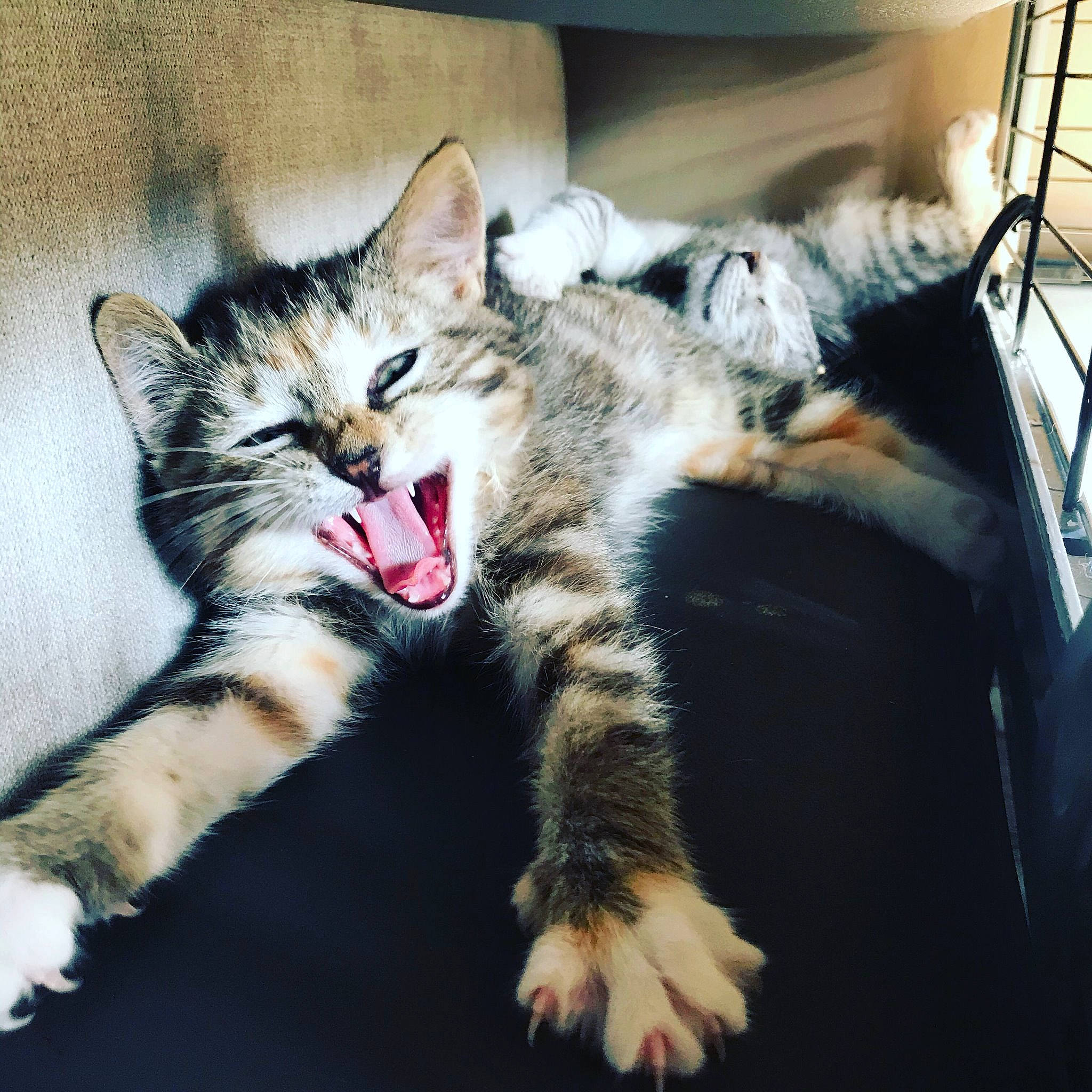 Vaiana a rejoint le concours — aidez-le/la à gagner de superbes lots ! american_shorthair, asian, carnivore, cat, claw, domestic_short_haired_cat, dragon_li, european_shorthair, facial_expression, felidae, fur, kitten, mammal, paw, small_to_medium_sized_cats, snapshot, tabby_cat, vertebrate, whiskers, yawn