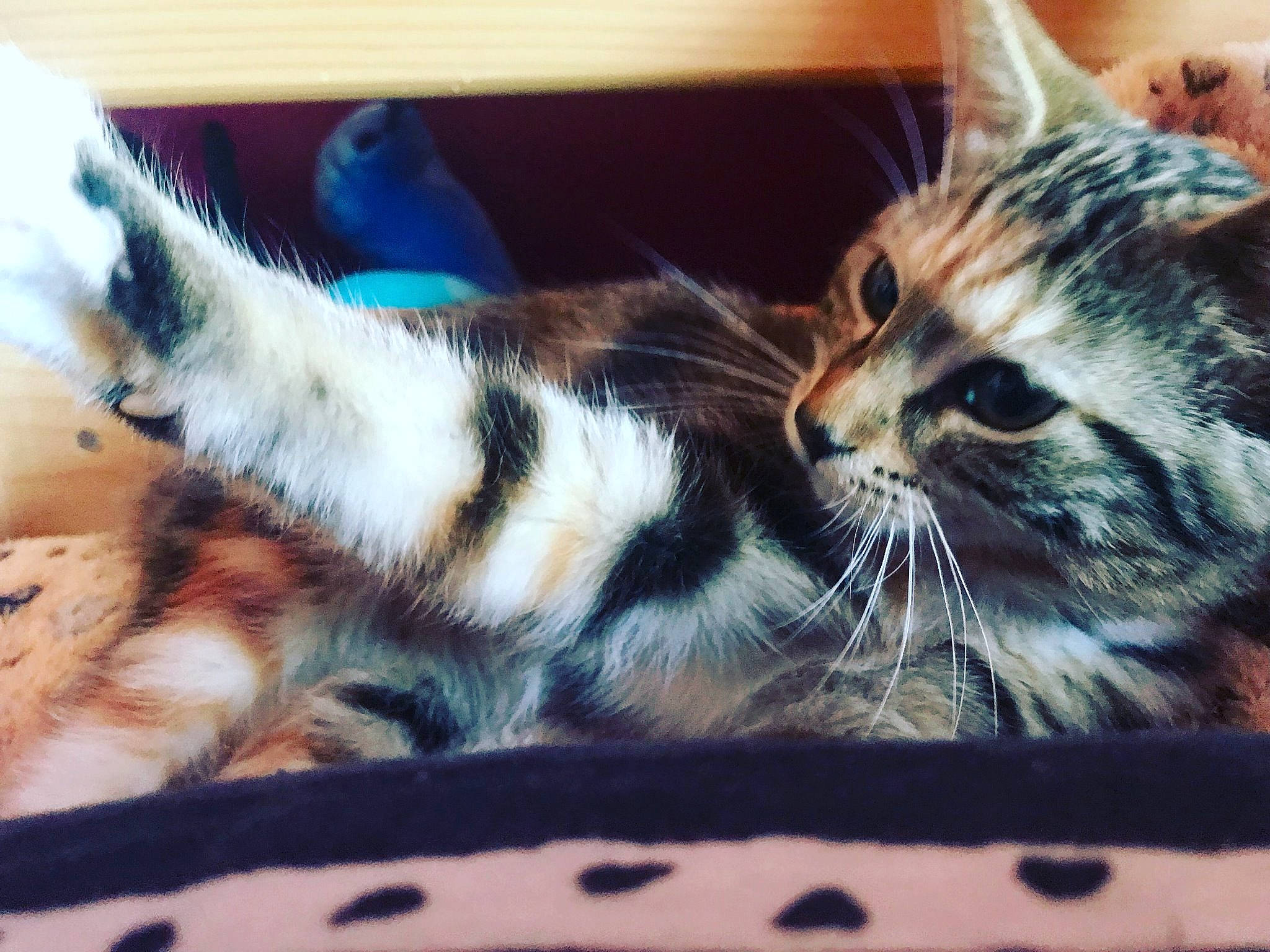 Vaiana participe au concours pour gagner de l'argent avec cette photo : aegean_cat, american_shorthair, american_wirehair, asian, carnivore, cat, claw, domestic_short_haired_cat, dragon_li, european_shorthair, felidae, fur, kitten, mammal, small_to_medium_sized_cats, tabby_cat, toyger, whiskers