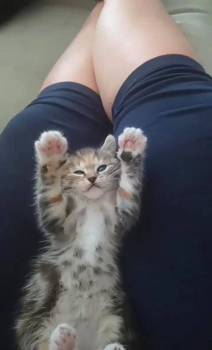 Vaiana a rejoint le concours — aidez-le/la à gagner de superbes lots ! american_curl, american_shorthair, american_wirehair, asian, carnivore, cat, egyptian_mau, european_shorthair, eye, felidae, fur, kitten, leg, mammal, paw, polydactyl_cat, skin, small_to_medium_sized_cats, tabby_cat, whiskers