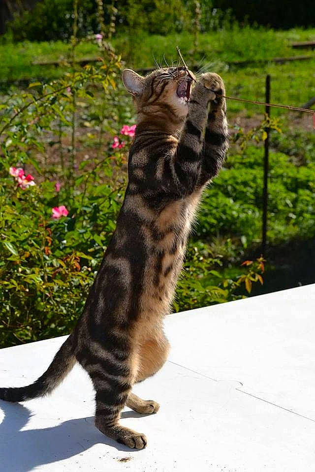 Mimis participe au concours pour gagner de l'argent avec cette photo :