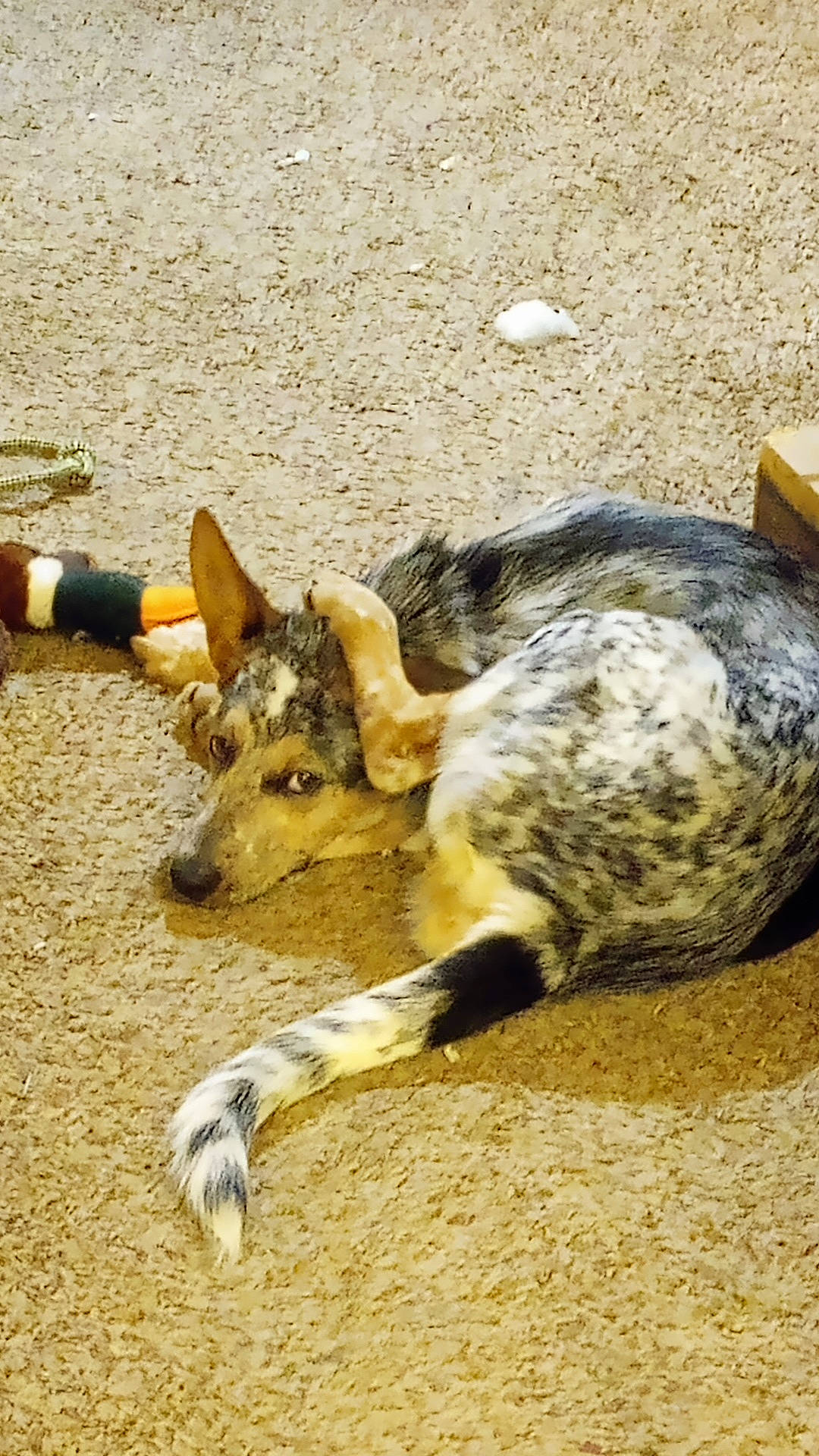 Banjo joined the competition — help win amazing prizes! canidae, carnivore, dog, dog_breed, fawn, fur, grass, human_leg, lycaon_pictus, mammal, paw, snout, soil, sporting_group, tail, terrestrial_animal, vertebrate, wildlife, wood, working_animal