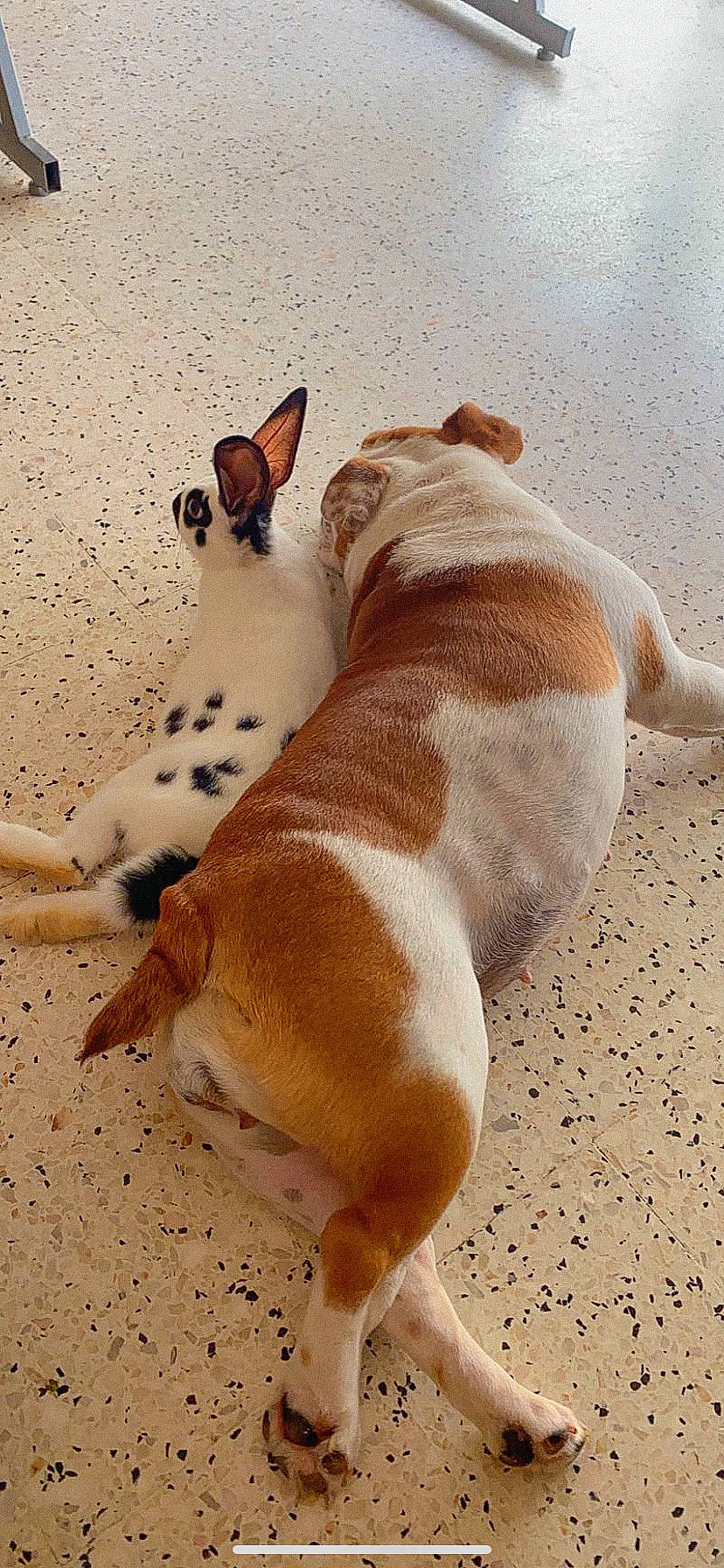 Oggy participe au concours pour gagner de l'argent avec cette photo : canidae, carnivore, companion_dog, dog, dog_breed, fawn, jack_russell_terrier, mammal, puppy, russell_terrier, snout, sporting_group, tail