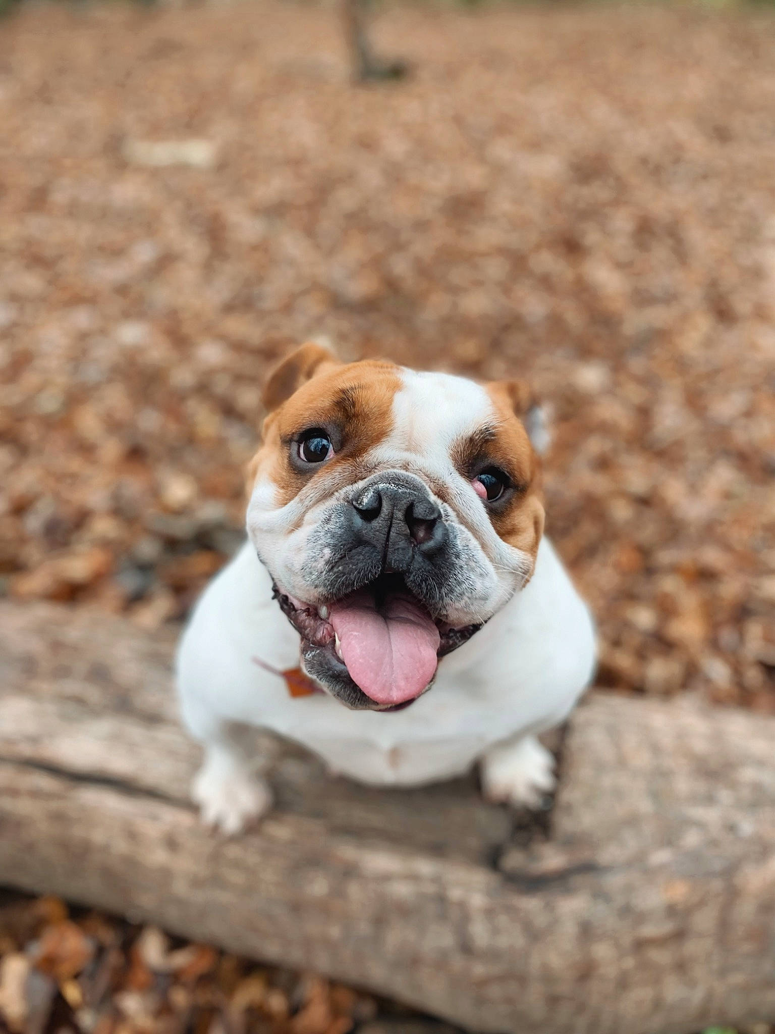 Oggy a rejoint le concours — aidez-le/la à gagner de superbes lots ! bulldog, canidae, carnivore, companion_dog, dog, dog_breed, fawn, grass, non_sporting_group, old_english_bulldog, puppy, snout, soil, sporting_group, terrestrial_animal, whiskers, wood, wrinkle