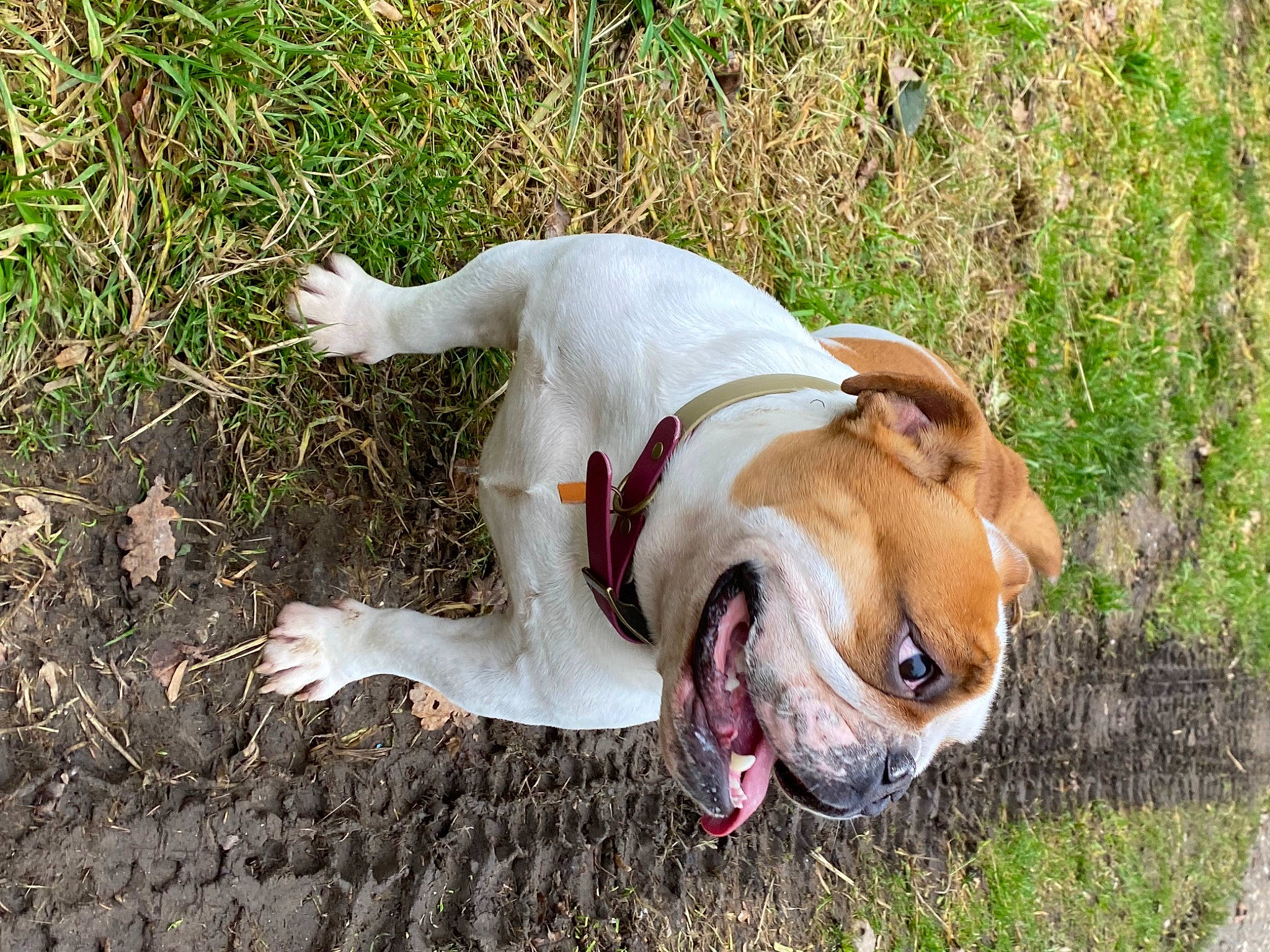 Oggy participe au concours pour gagner de l'argent avec cette photo : bulldog, canidae, carnivore, collar, companion_dog, dog, dog_breed, dog_collar, dog_supply, fawn, grass, leash, pet_supply, snout, soil, sporting_group, tail, terrestrial_animal, working_animal, working_dog