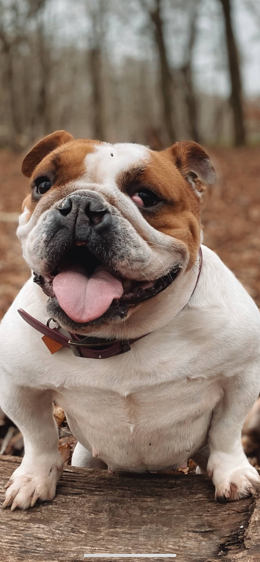 Oggy participe au concours pour gagner de l'argent avec cette photo : ancient_dog_breeds, bulldog, canidae, carnivore, collar, companion_dog, dog, dog_breed, dog_collar, fawn, grass, liver, molosser, non_sporting_group, snout, sporting_group, whiskers, working_animal, working_dog, wrinkle