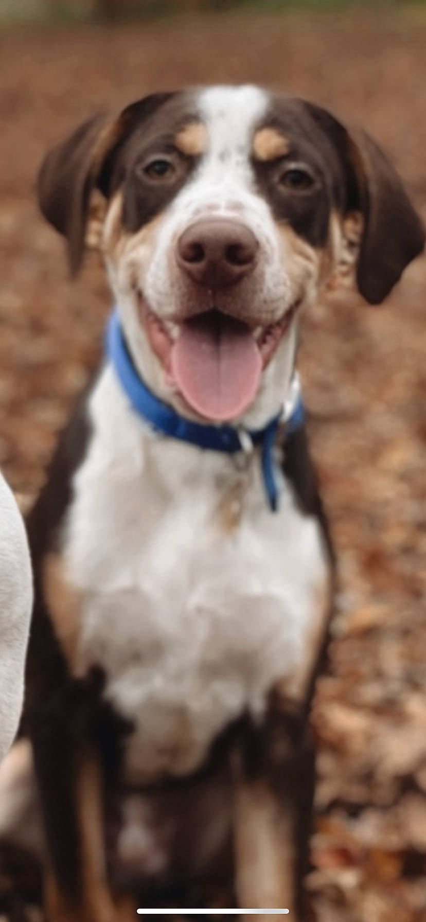 Aston a rejoint le concours — aidez-le/la à gagner de superbes lots ! canidae, carnivore, collar, companion_dog, dog, dog_breed, dog_collar, dog_supply, fawn, fur, gun_dog, leash, liver, pointing_breed, puppy, snout, sporting_group, whiskers, working_animal, working_dog