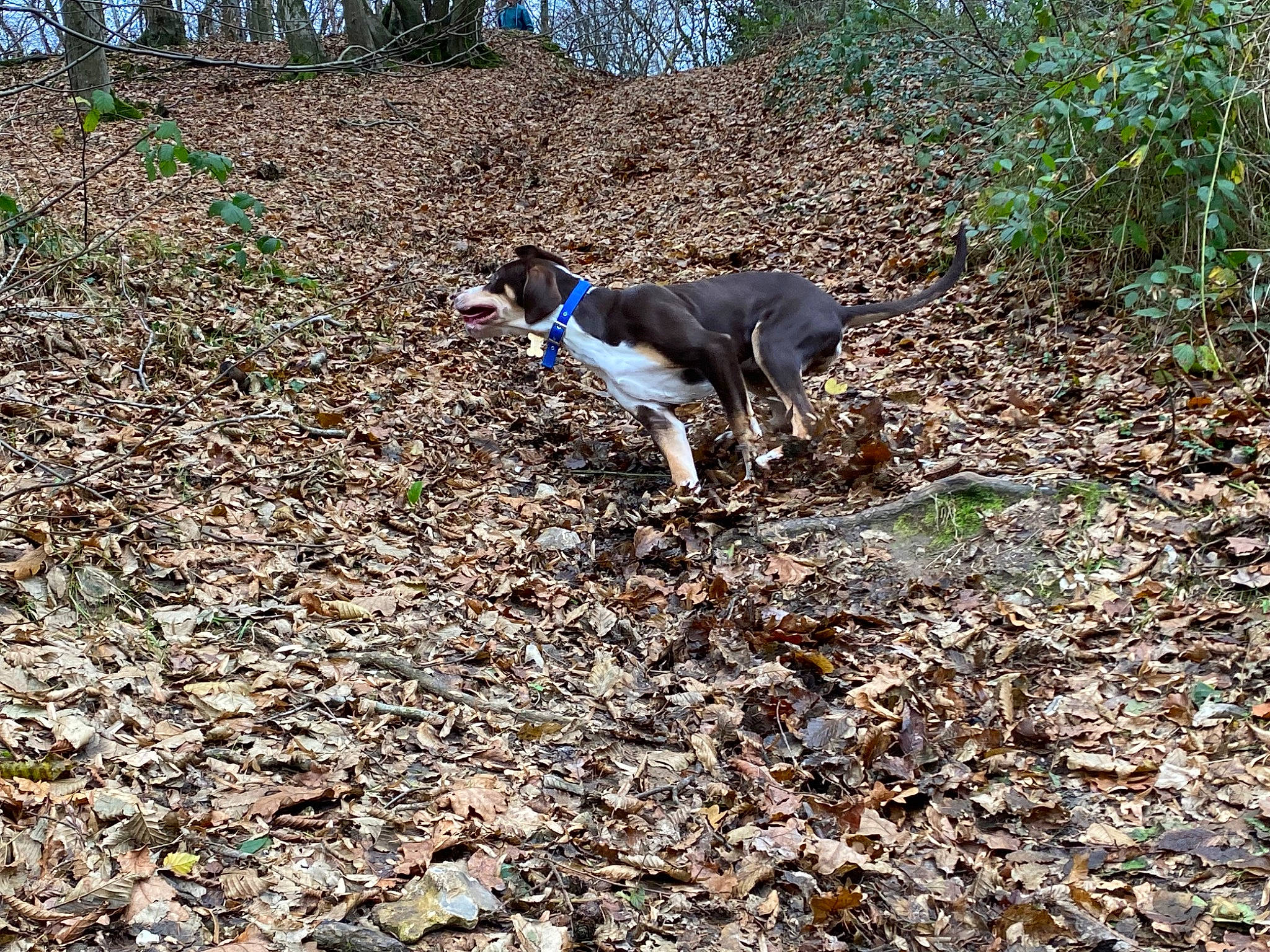 Aston a rejoint le concours — aidez-le/la à gagner de superbes lots ! canidae, carnivore, dog, dog_breed, electric_blue, fawn, grass, groundcover, hunting_dog, plant, rampur_greyhound, soil, sporting_group, tail, terrestrial_animal, trail, walking, wildlife, woodland, working_animal