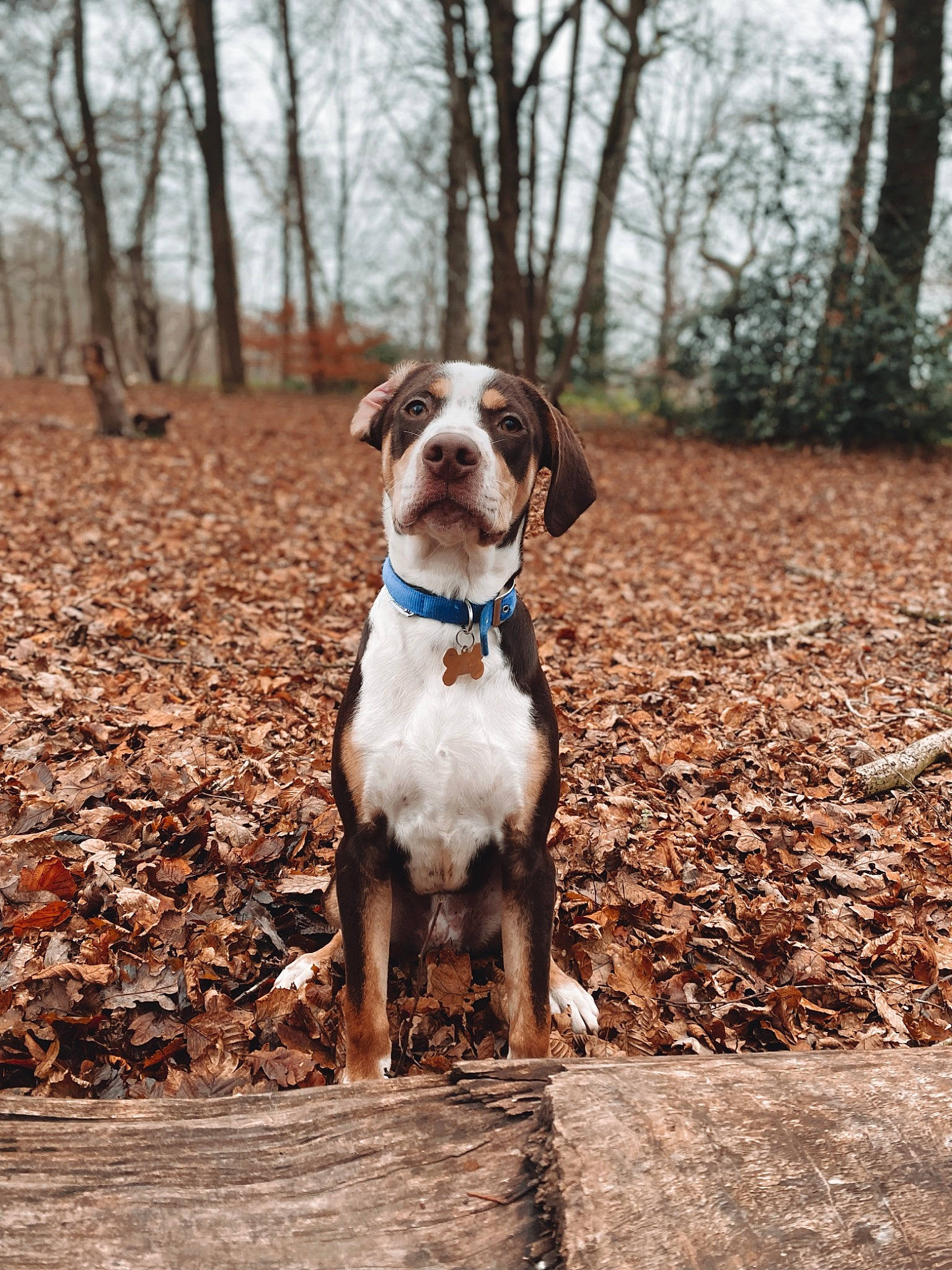 Aston a rejoint le concours — aidez-le/la à gagner de superbes lots ! autumn, canidae, carnivore, collar, companion_dog, dog, dog_breed, dog_collar, fawn, gun_dog, liver, sky, soil, sporting_group, tail, tree, walking, wood, woodland, working_animal