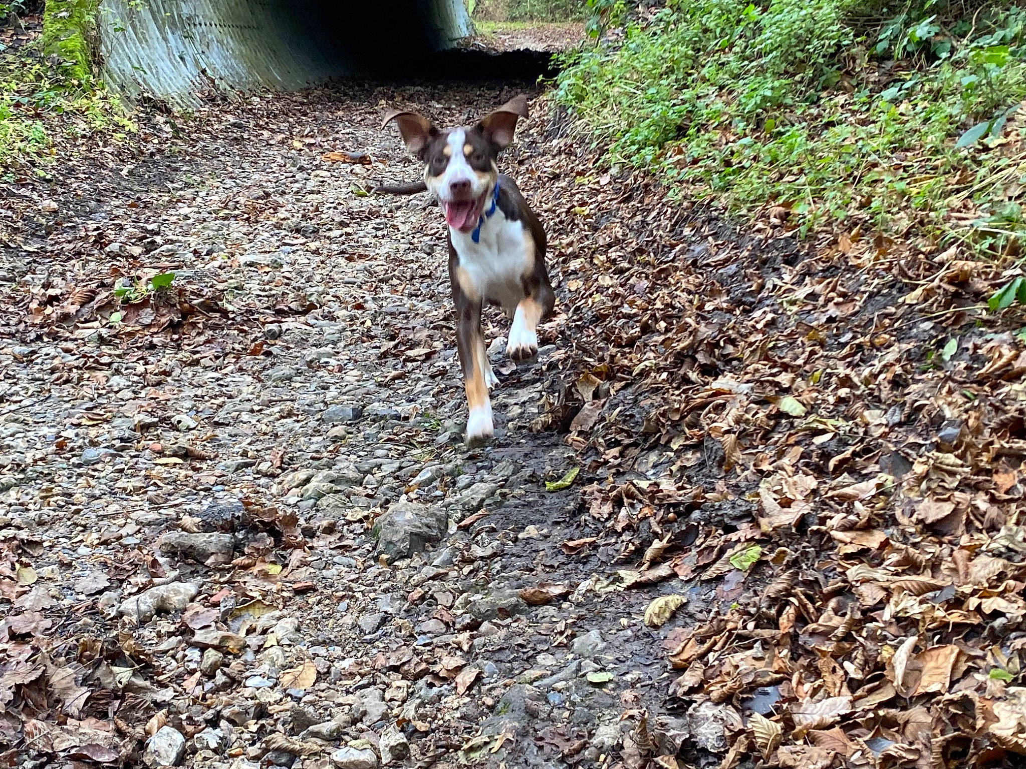 Aston a rejoint le concours — aidez-le/la à gagner de superbes lots ! adventure, canidae, carnivore, companion_dog, dog, dog_breed, fawn, forest, grass, groundcover, jungle, plant, soil, tail, terrestrial_animal, trail, walking, woodland, working_animal, working_dog