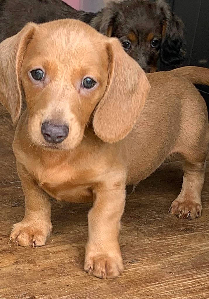 Niko joined the competition — help win amazing prizes! ancient_dog_breeds, canidae, carnivore, companion_dog, dog, dog_breed, fawn, fur, hunting_dog, liver, puppy, snout, sporting_group, terrestrial_animal, toy_dog, whiskers, wood, working_animal, wrinkle