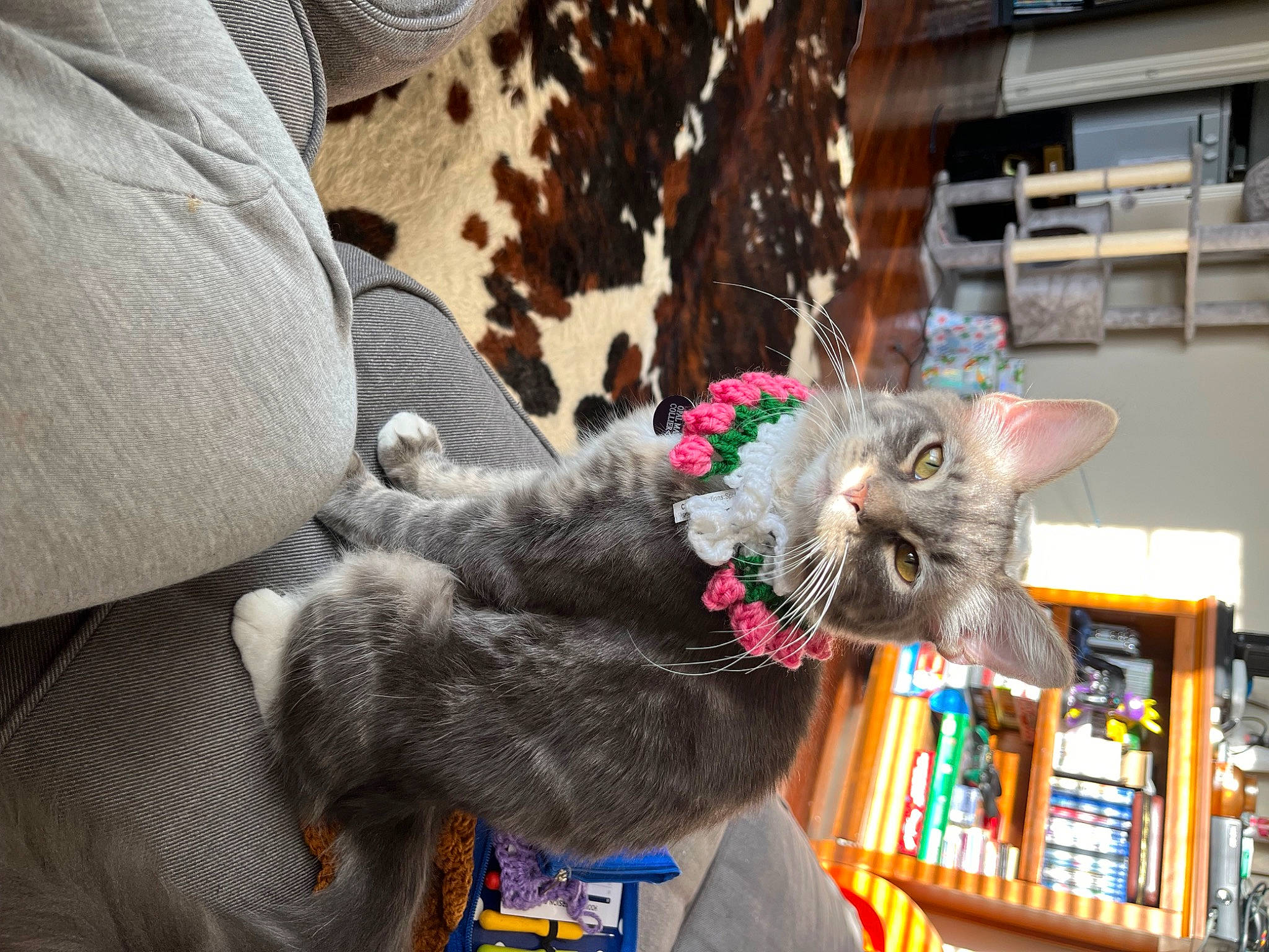 Opal May is registered to the contest to win money with this photo: bookcase, canidae, carnivore, cat, claw, collar, comfort, domestic_short_haired_cat, felidae, fur, grey, paw, plant, shelf, small_to_medium_sized_cats, snout, tail, tree, whiskers