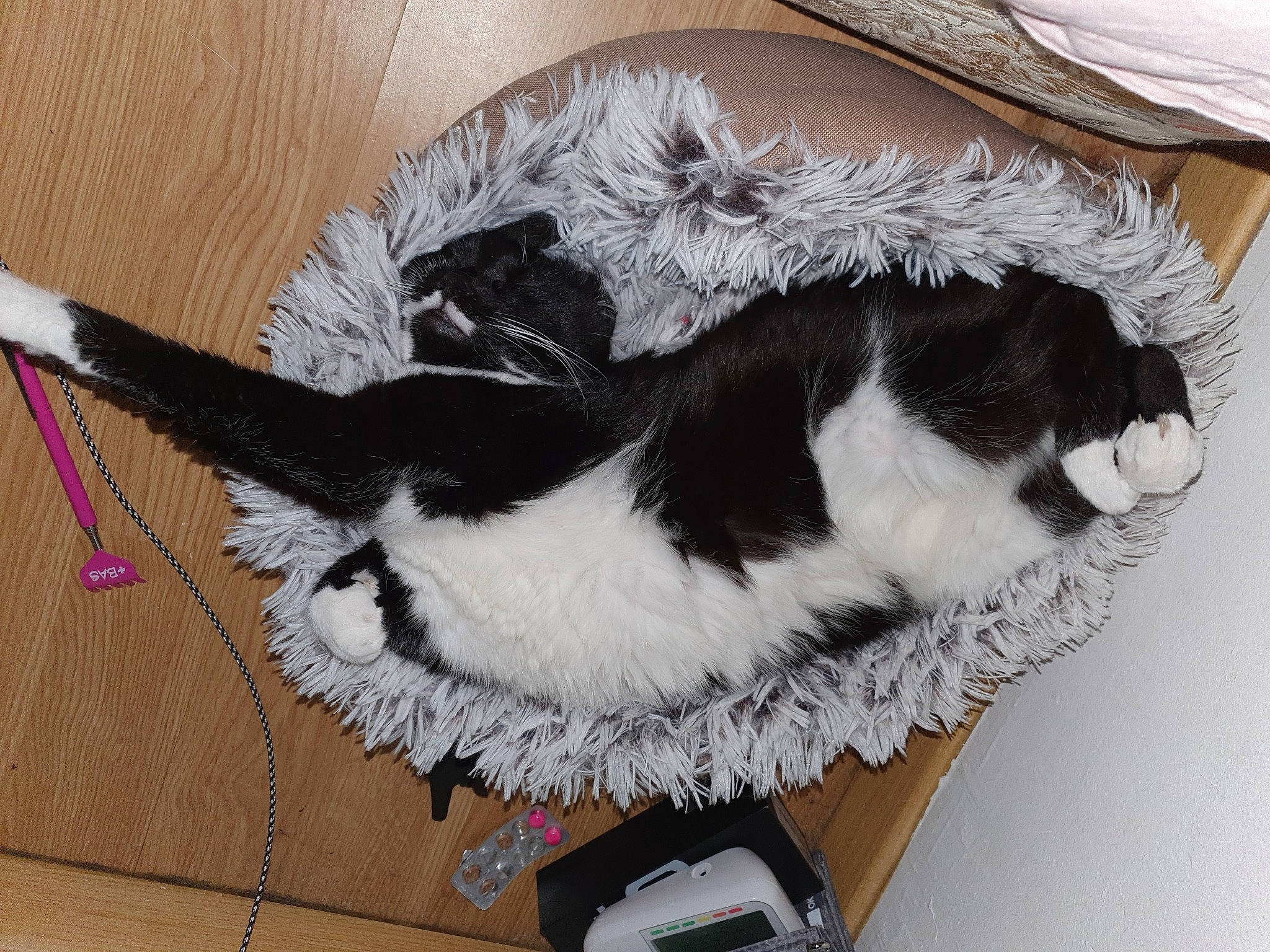 Kaiya participe au concours pour gagner de l'argent avec cette photo : canidae, carnivore, cat, felidae, fur, small_to_medium_sized_cats, tail