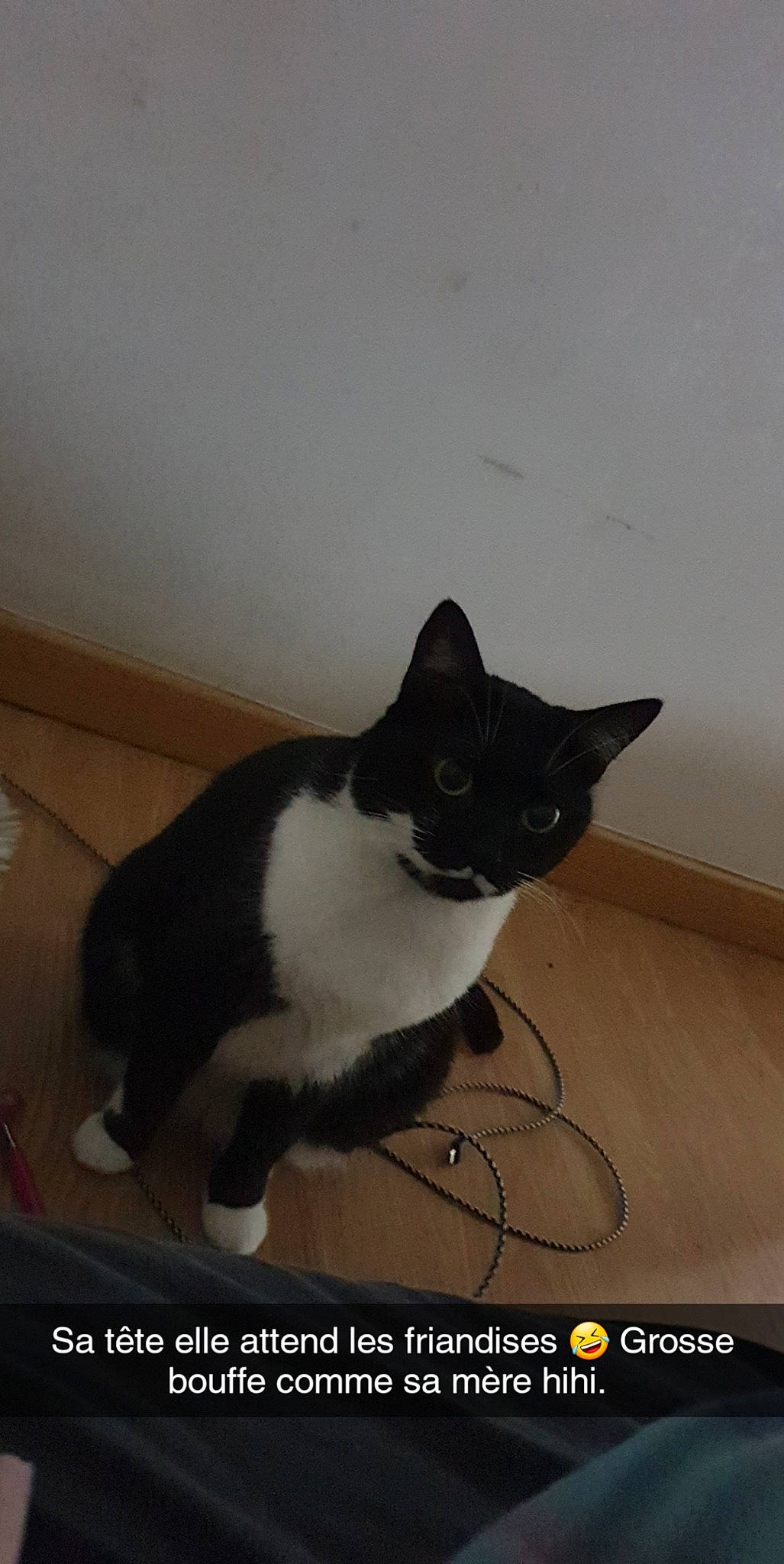 Kaiya a rejoint le concours — aidez-le/la à gagner de superbes lots ! american_wirehair, black_and_white, black_cat, carnivore, cat, domestic_short_haired_cat, felidae, photo_caption, polydactyl_cat, small_to_medium_sized_cats, tail, whiskers