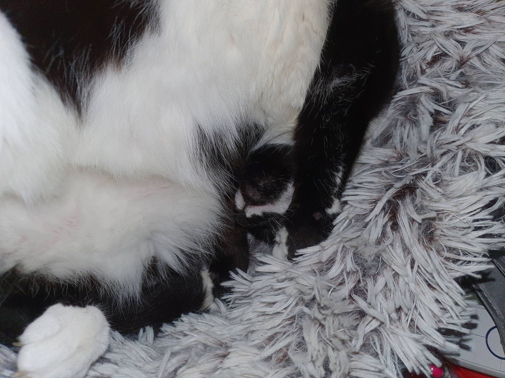 Kaiya participe au concours pour gagner de l'argent avec cette photo : canidae, claw, fur, landseer, paw, tail, whiskers